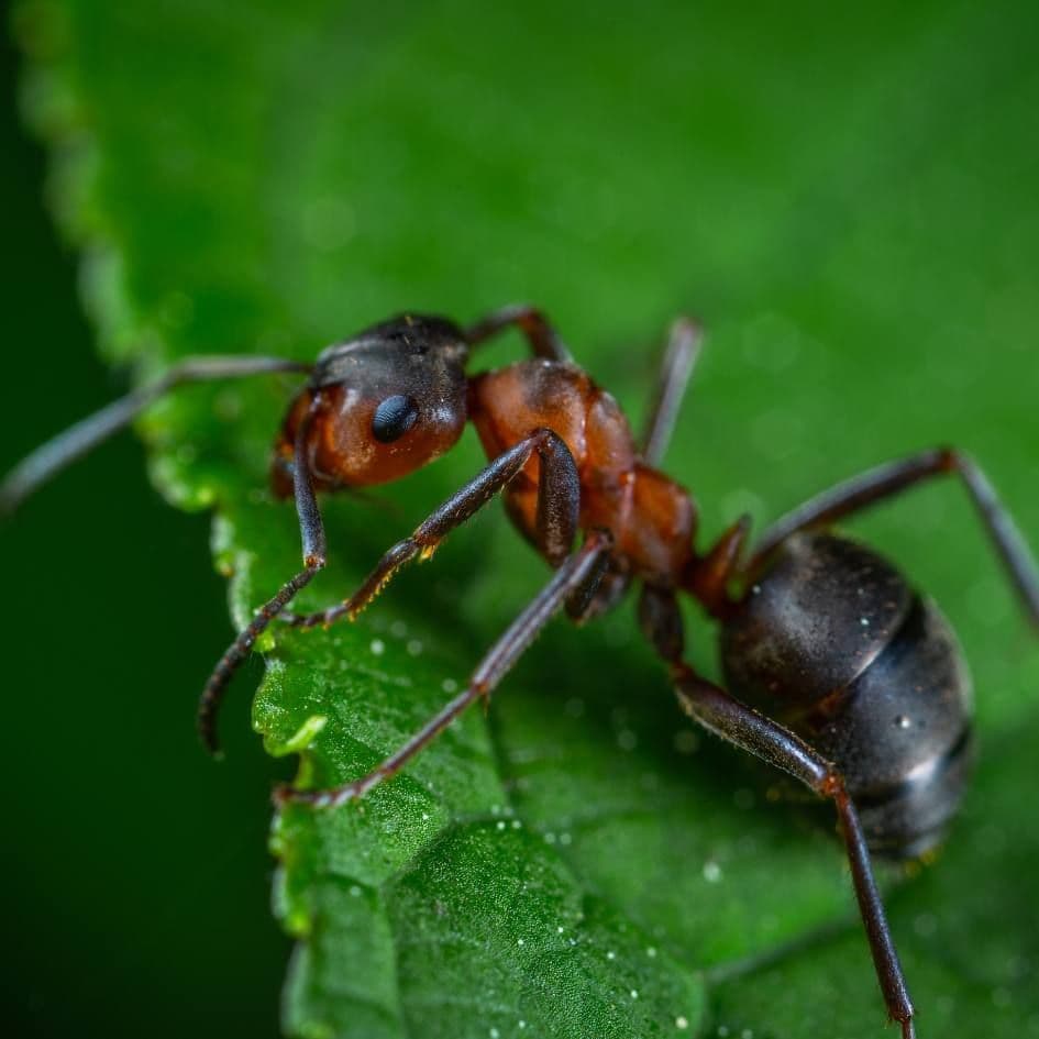 ant on a leaf